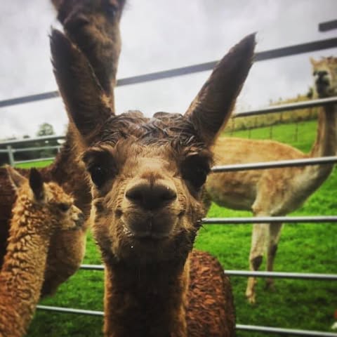 Downswood Alpacas