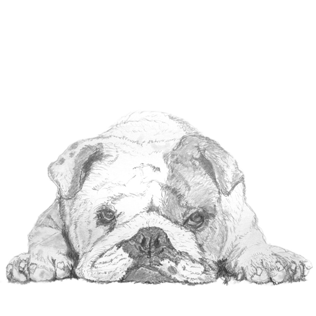 Bulldog-copy